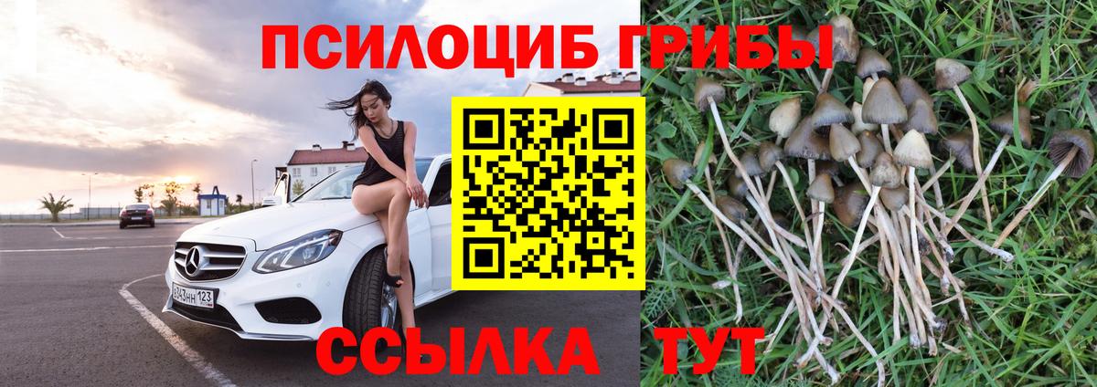 Псилоцибиновые грибы Psilocybe Россия